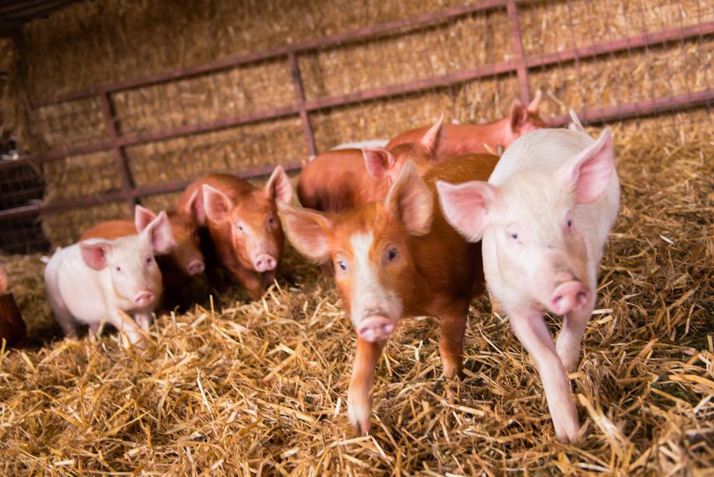 Huntlands Farm Bed & Breakfast Bromyard Eksteriør bilde